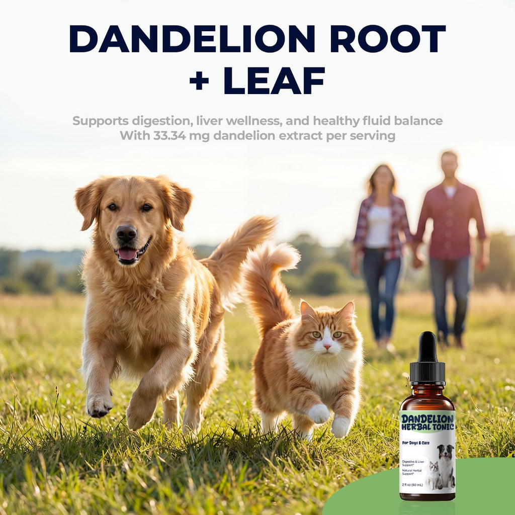 Dandelion Root & Leaf Extract Drops F94443